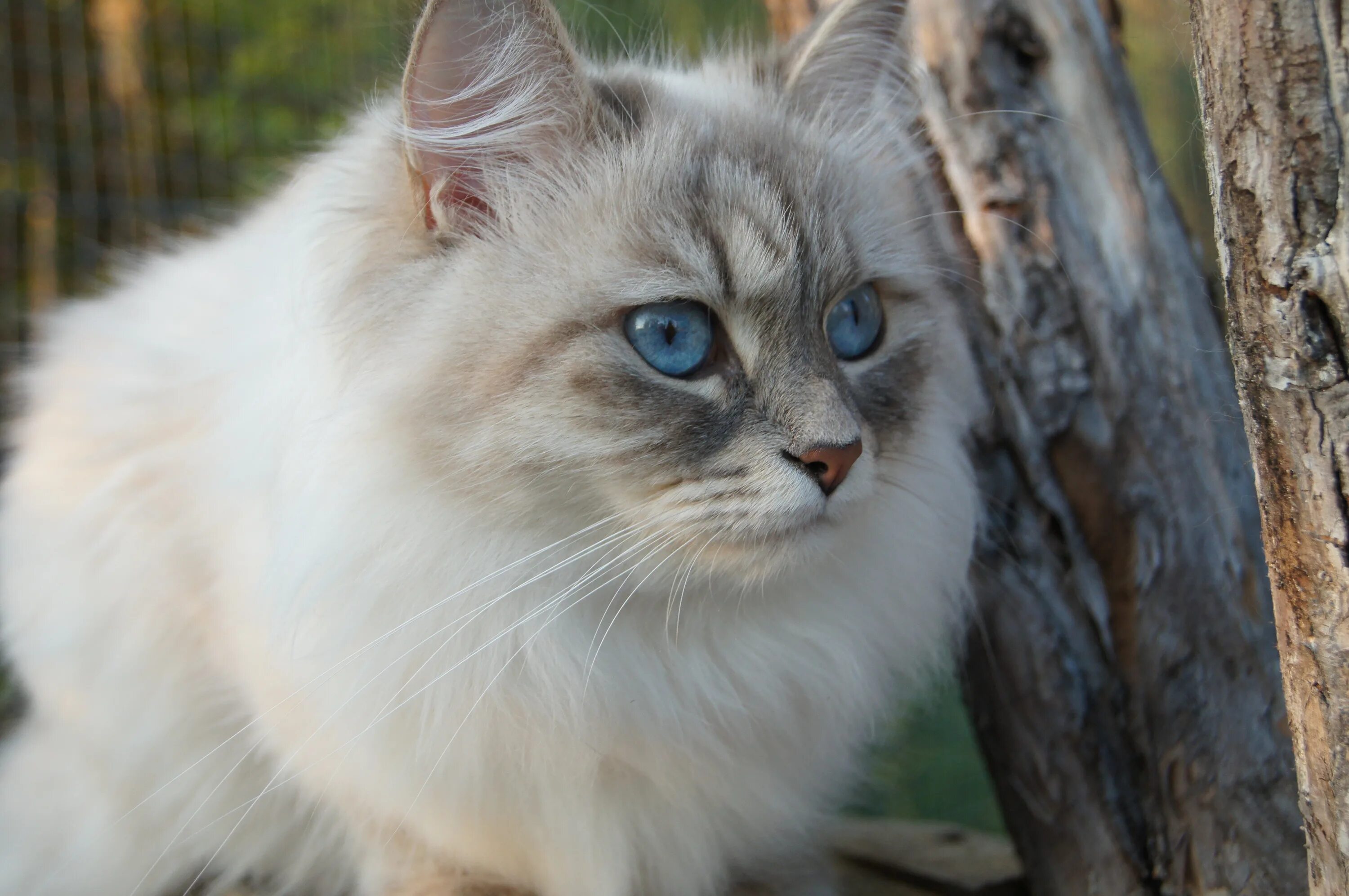 Siberian b