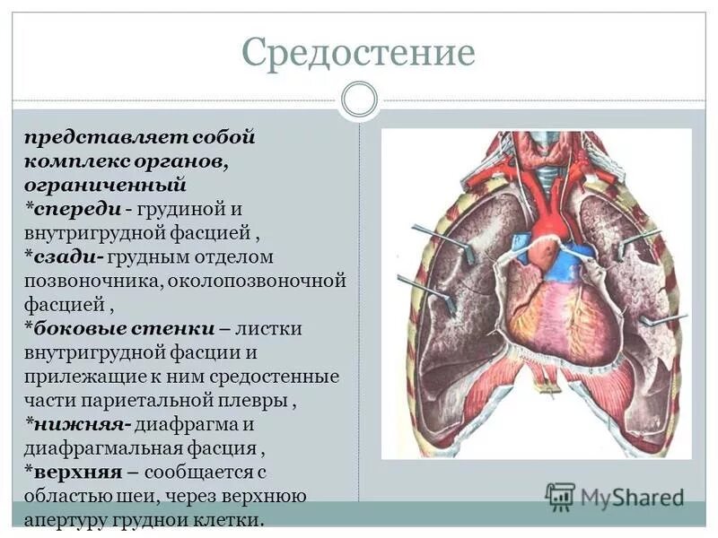 Средостение анатомия картинки изображения Himki-Chip.ru