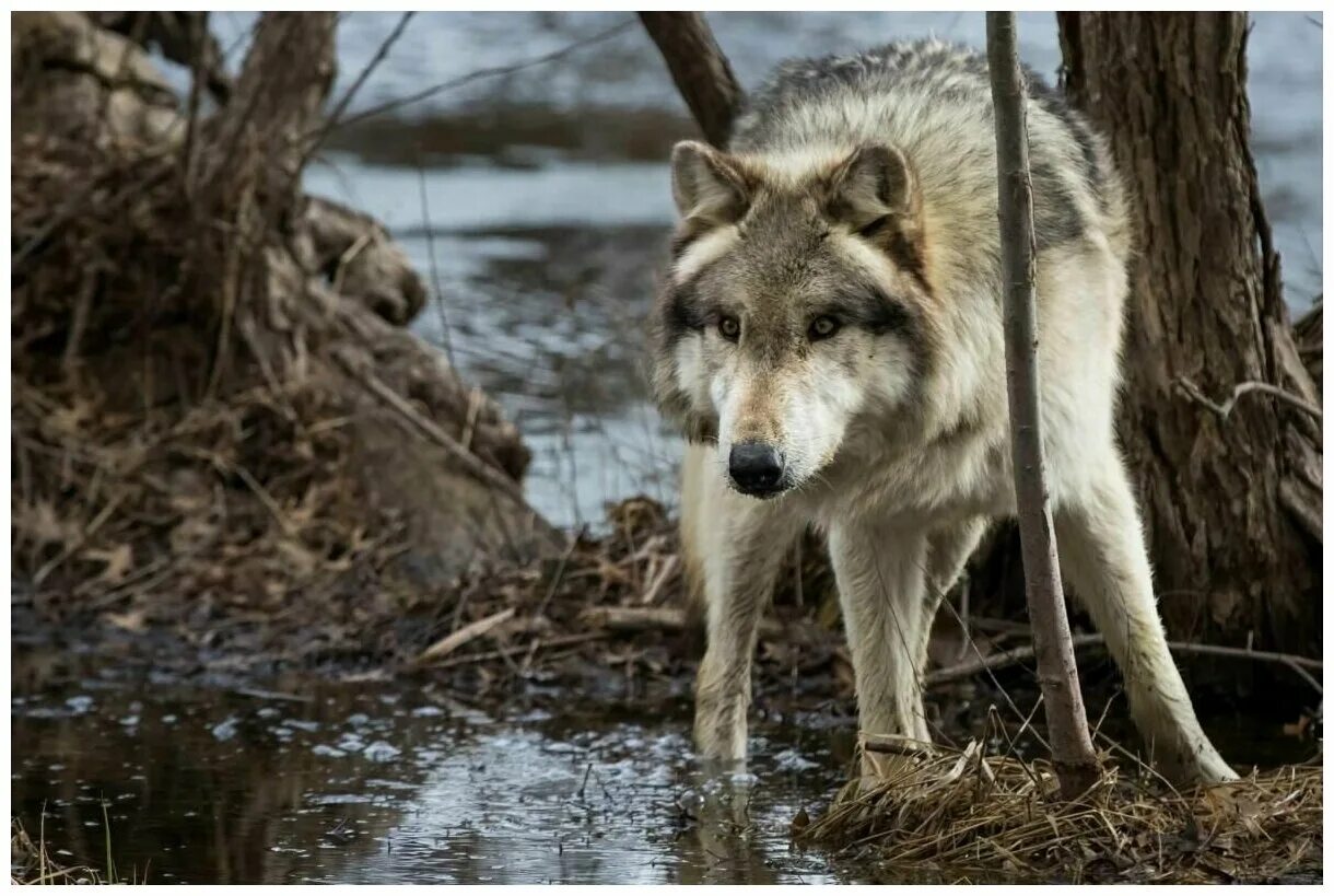 Волк. Волк фото. Хищные животные волки.