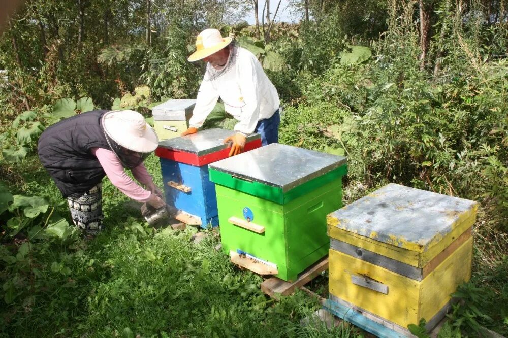 Покраска ульев. Улья калинка малое карлино как попасть в магазин. Улей калинка. Улей калинка. Зеленые ульи.