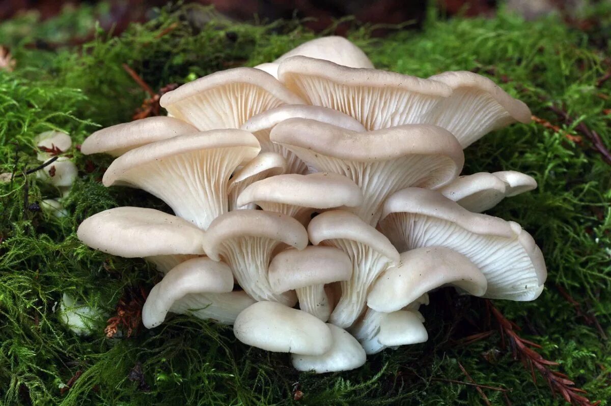 Вешенка обыкновенная (pleurotus ostreatus). Вёшенка обыкновенная. Вешенка устричная (pleurotus ostreatus). Вешенка обыкновенная лесная. Вешенка гриб двойники ядовитые.