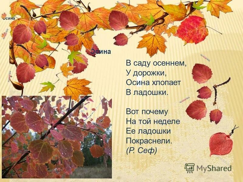 стихотворение осины. загадка про осину. сообщение о осине. сообщение о дереве осина. стихи про осину для детей.