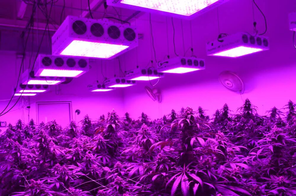 Розовый свет фитолампа. Фитолампа led grow Light. Канабис ферма ультрафиолет. Фито лампа для растений del grow Light. Фитолампа f4054.