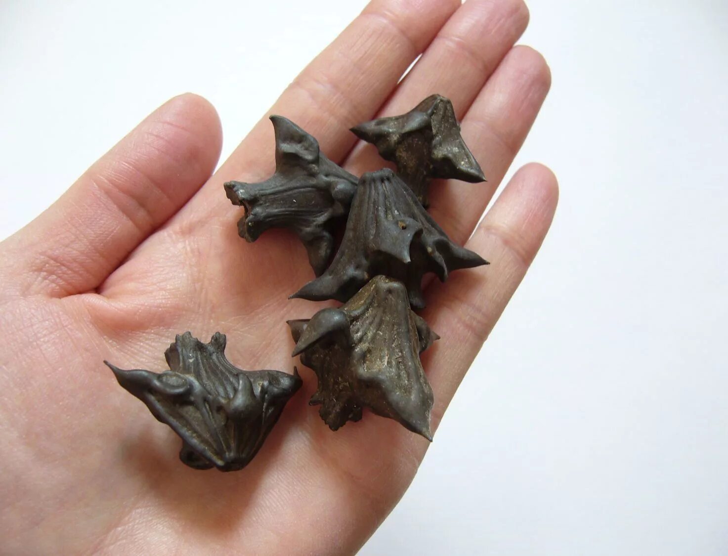 Водяной орех чилим рогульник. Орех чилим. Водяной орех чилим рогульник. Озерный орех чилим. Чилим водяной орех.