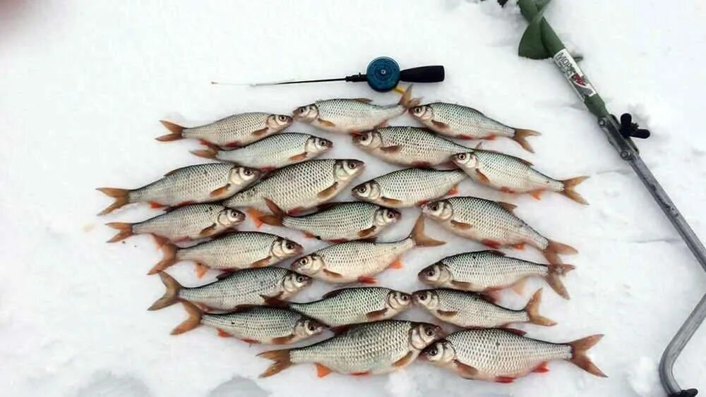 Подледная рыбалка. Зимняя рыбалка. На что ловить рыбу зимой. На что ловить рыбу зимой. Рыбалка на сазана зимой.