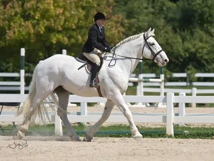 Boy fox horse