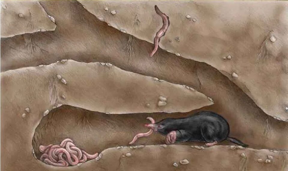 тоннели крота. норы животных в разрезе. тоннели крота. ходы земляной полевой крысы. ходы крота.