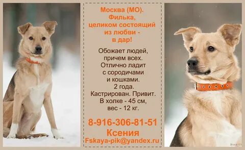 Собака филька