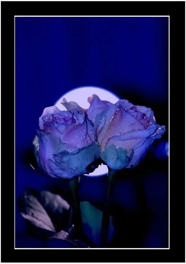 Зачем синий. Бывают голубые розы. Сухая синяя роза. Голубые розы для дамы. Дама с синей розой.