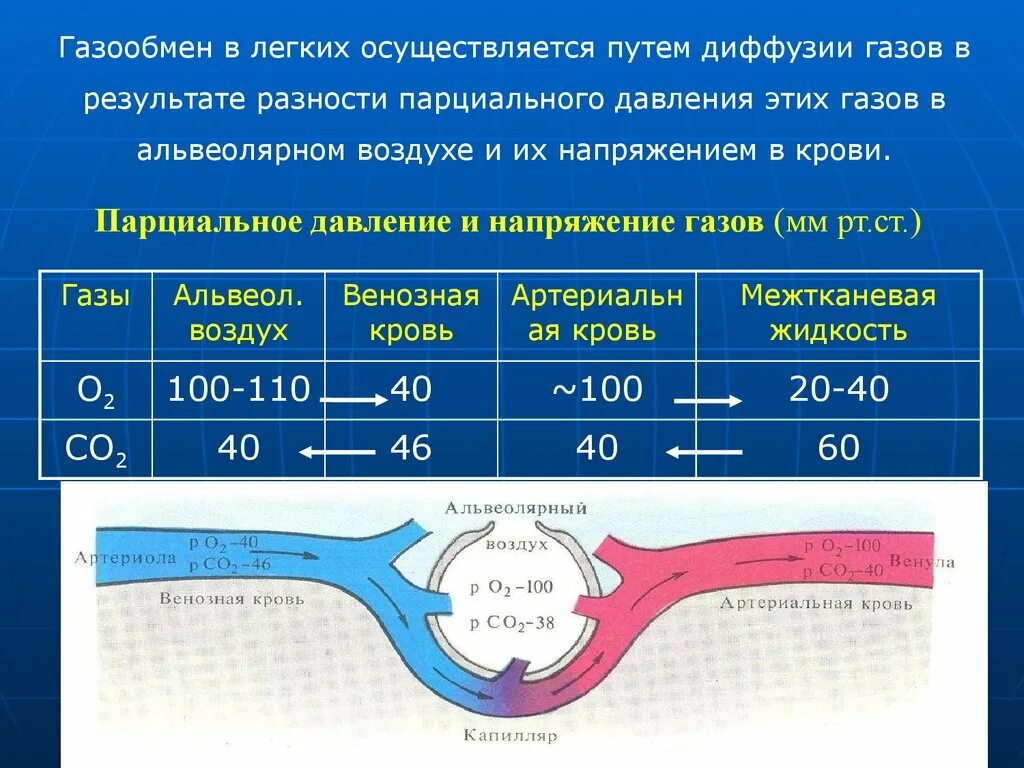 Обмен газов между легочным воздухом и