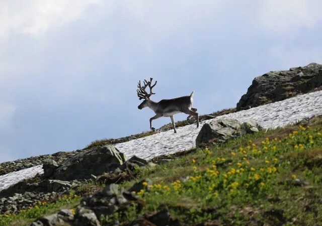 кузнецкий алатау олень. кузнецкий алатау заповедник. северные увалы. кемеровская область северные. кузнецкий алатау горы золотая долина.