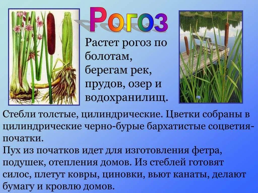 Рогоз узколистный корневище. Рогоз сообщение 4 класс. Растения пресных водоемов рогоз. Рогоз узколистный среда обитания. В пресной воде морковь что произойдет