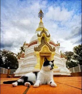 Cats around the world