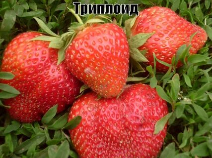 Клубника фернандо отзывы