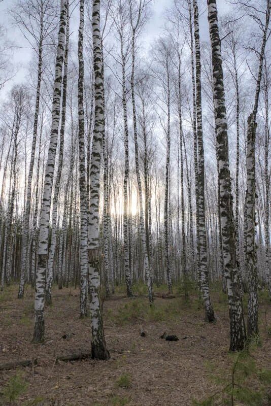 лесная поляна природа лес река. сквер березовая роща тюмень. заячья роща. «лесная тропа» спб. берёзовая роща орехово-зуево.