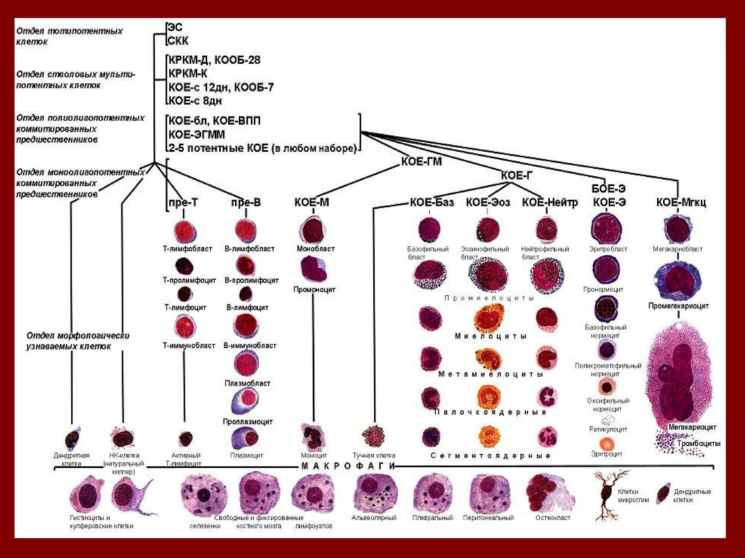 Схема гемопоэза клеток крови. Схема кроветворения стволовая клетка. Современная схема кроветворения эритропоэз. Схема кроветворения кровь костный мозг.