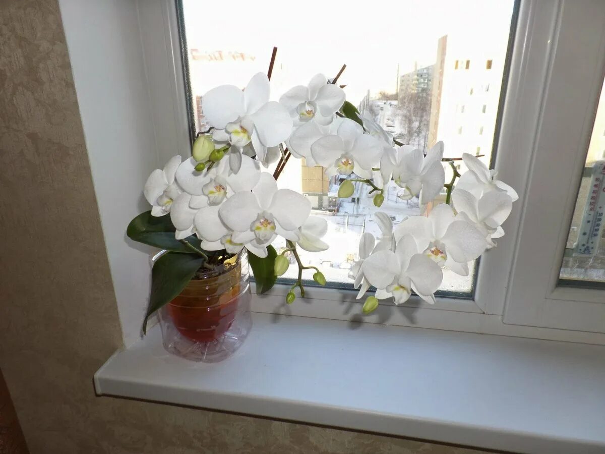 Орхидея на подоконнике. Орхидея фаленопсис шанхай. Орхидея на подоконнике. Комнатный цветок орхидея фаленопсис. Фаленопсис манхэттен в горшке.