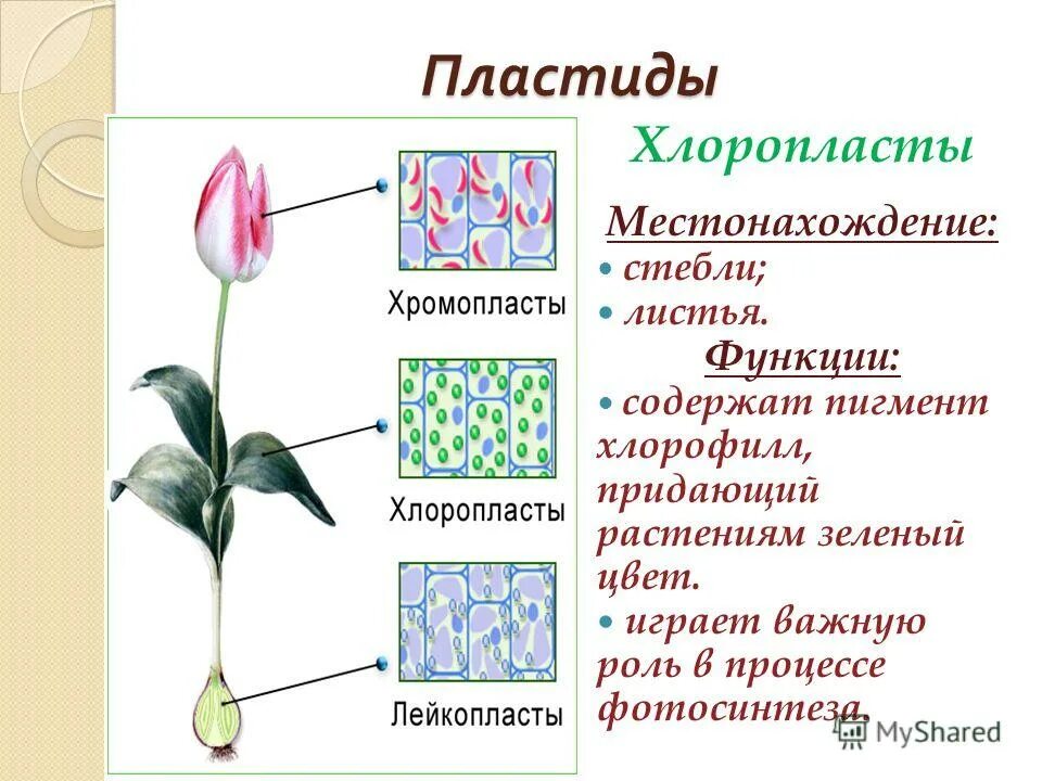 Пигмент придающий растению зеленую. Пластиды хлоропласты функции. пластиды тюльпан. пластиды функции функции. пигменты хлоропластов.