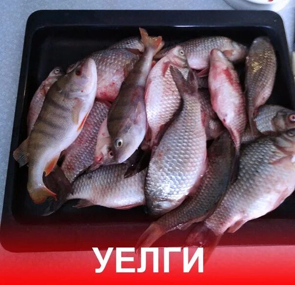 Уелги озеро в челябинской области. Уелги отчеты о рыбалке ноябрь 2023. Уелги рыбалка 2022. Ночная рыбалка на озере уелги. Уелги отчеты о рыбалке ноябрь 2023.