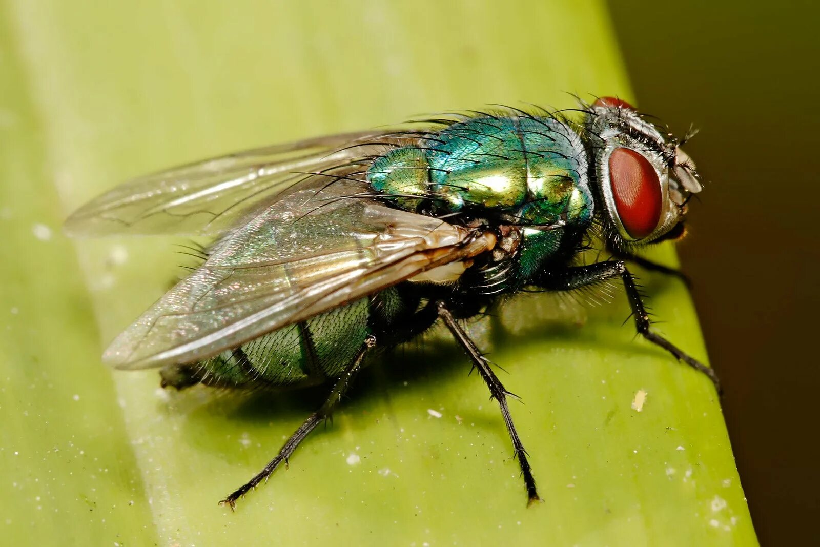 Leafe fly. Blow fly. Крупная муха. Blowflies. Blowfly.