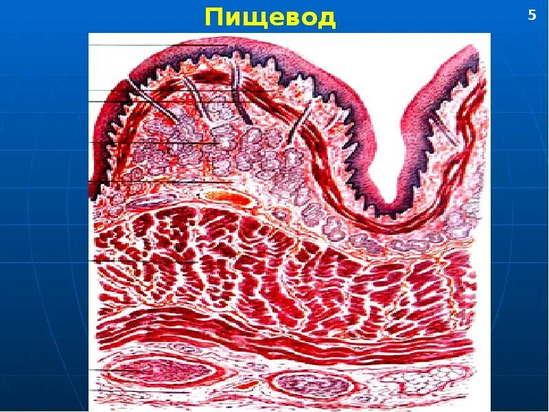 Пищевод б. Железы пищевода гистология. Слизистая оболочка пищевода. Функция желез пищевода. Кардиальные железы пищевода.