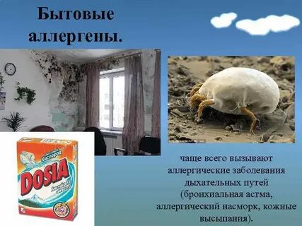Бытовые аллергены