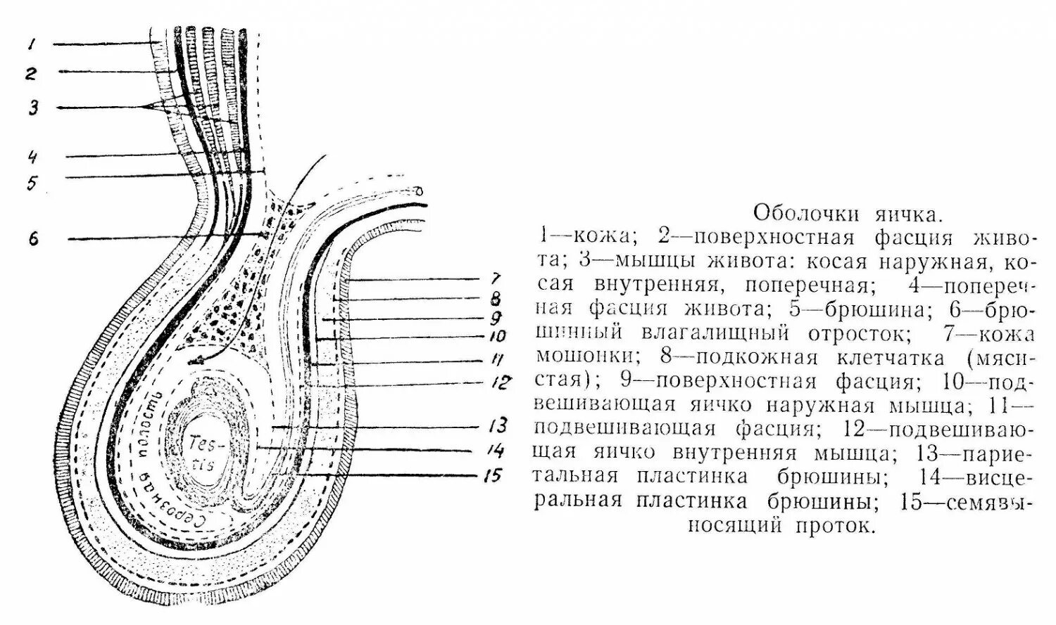 Схема фасциальных оболочек яичка. Оболочки яичка и семенного канатика. Оболочки яичка и семенного канатика анатомия. Формирование оболочек яичка топографическая анатомия. Яички в брюшную полость