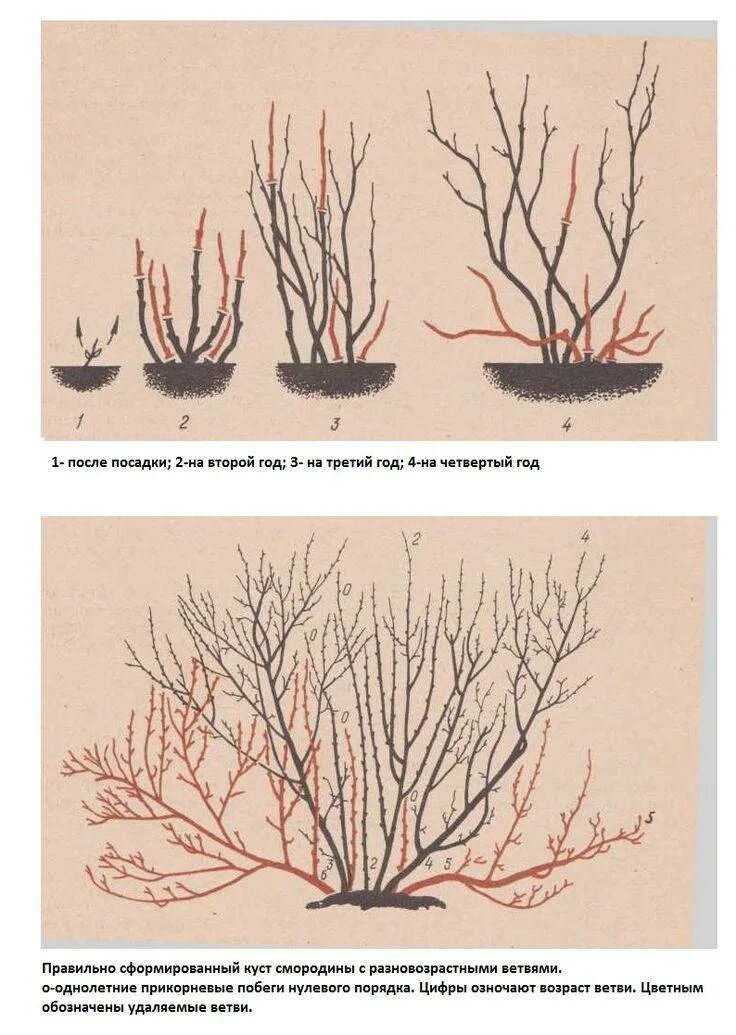 Обрезают ли жимолость. Схема обрезки крыжовника осенью. Подрезка красной смородины весной. Обрезанный куст крыжовника. Схема обрезки красной смородины весной.