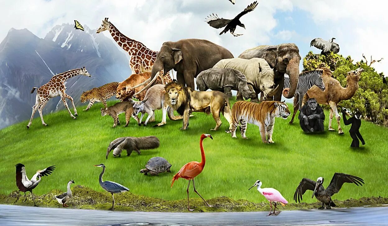 Количество и разнообразие живых организмов на земле. Много зверей. Мир животных. Животные земли. Животные планеты земля.