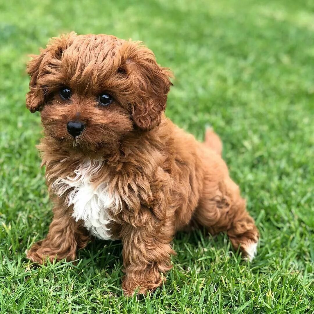 Как выглядят домашние собаки Dachshund Puppies Dog Pets Dachshund puppies, Cute dogs, Puppies