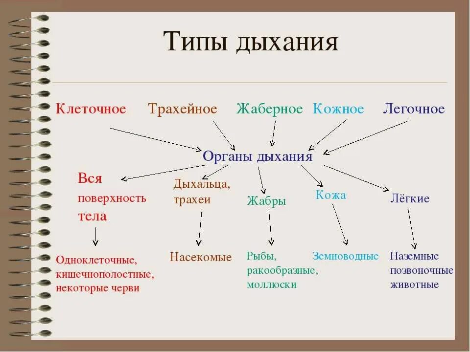 Дыхание 5 групп. Типы дыхания у животных. Типы дыхания схема. Типы дыхания таблица. Типы дыхания у животных таблица.