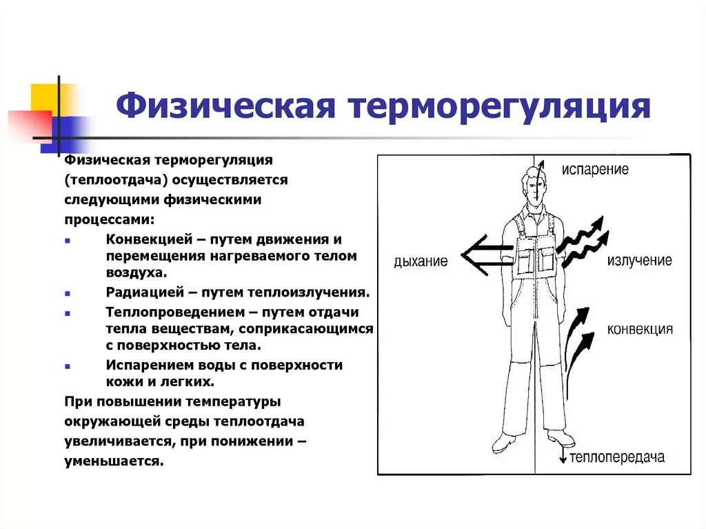 Механизмы терморегуляции теплоотдачи. Физиологический процесс терморегуляции. Механизм теплоотдачи при терморегуляции. Физический способ терморегуляции это.