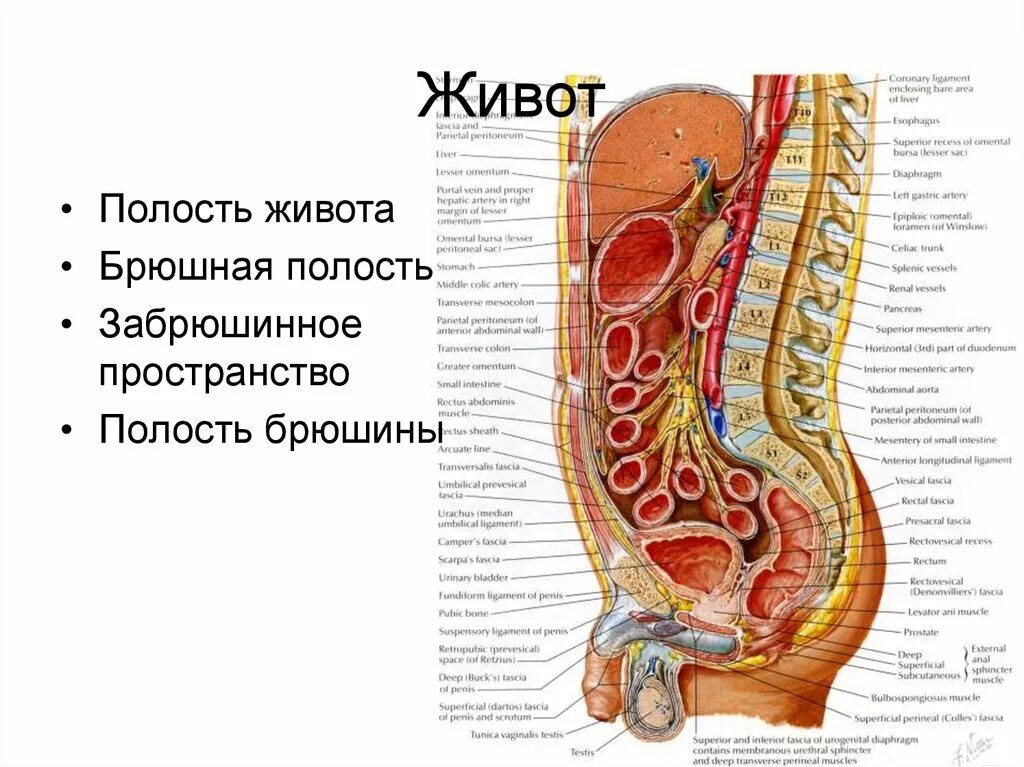 Перечислите органы брюшной полости. Анатомия брюшной полости мужчины. Анатомия человека брюшная полость мужчин. Брюшная стенка и внутренние органы. Схема расположения органов брюшной полости.