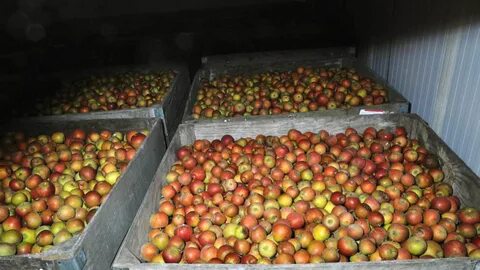 Apple farming