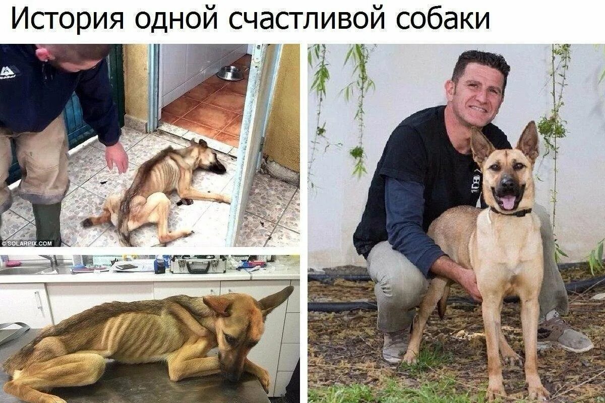 Панини собака. Панин с собакой. собака панина. приколы про панина и собак. панин и собака приколы.