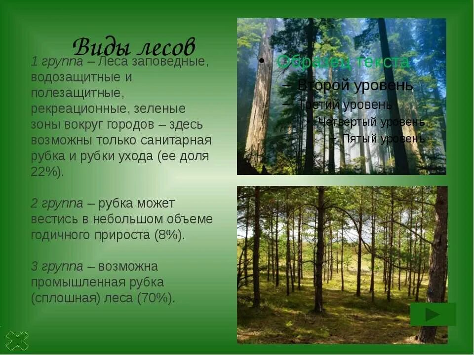 Какие есть группы лесов. Виды лесов. Какие виды лесов бывают. Лес типы лесов. Типы лесов в России.