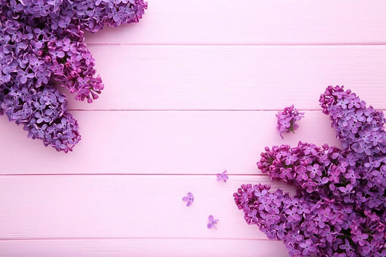 Розово фиолетовые картинки. Сиреневые цветы. Фиолетовые цветы. Фиолетовый цвет. Фиолетовый фон.