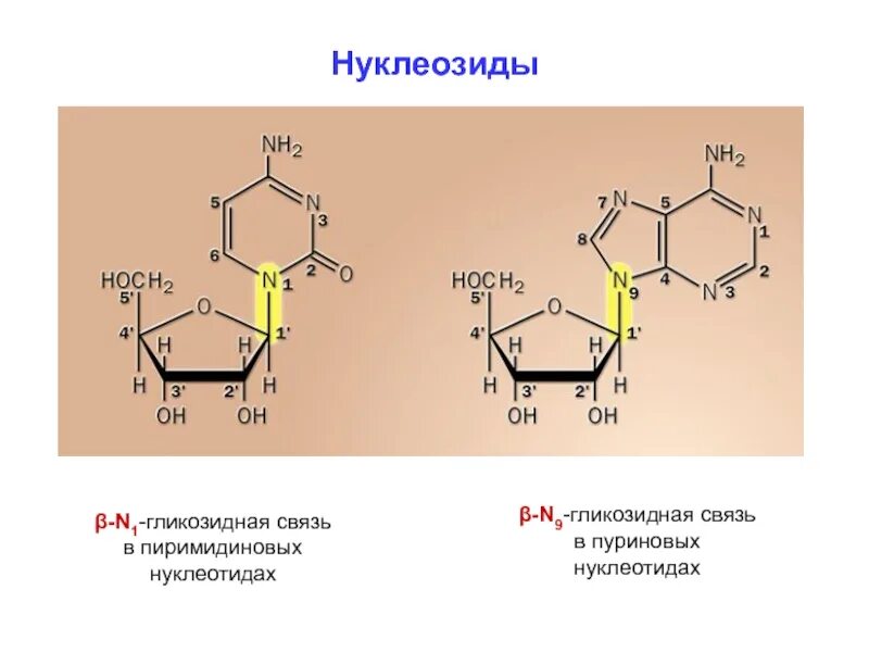 1 1 гликозидной связью. N гликозидная связь в нуклеотидах. Бета 1 3 гликозидная связь. Нуклеозиды гликозидная. Нуклеозиды образование гликозидной связи.