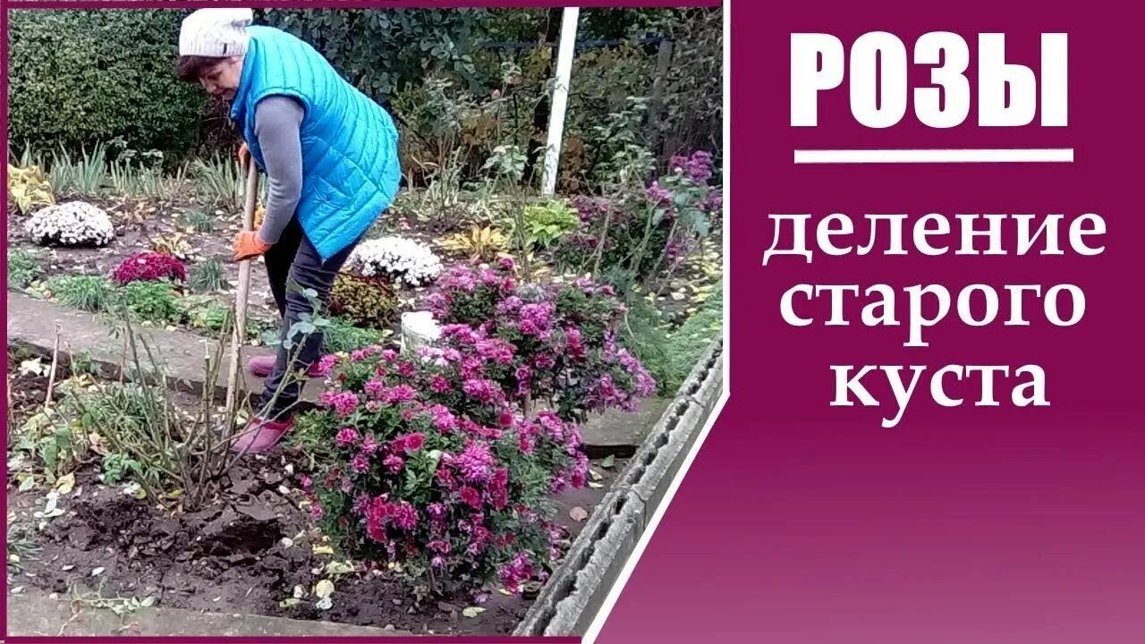Как разделить куст розы. Деление розы. разделить старую розу. деление куста розы. как разделить старый куст розы.