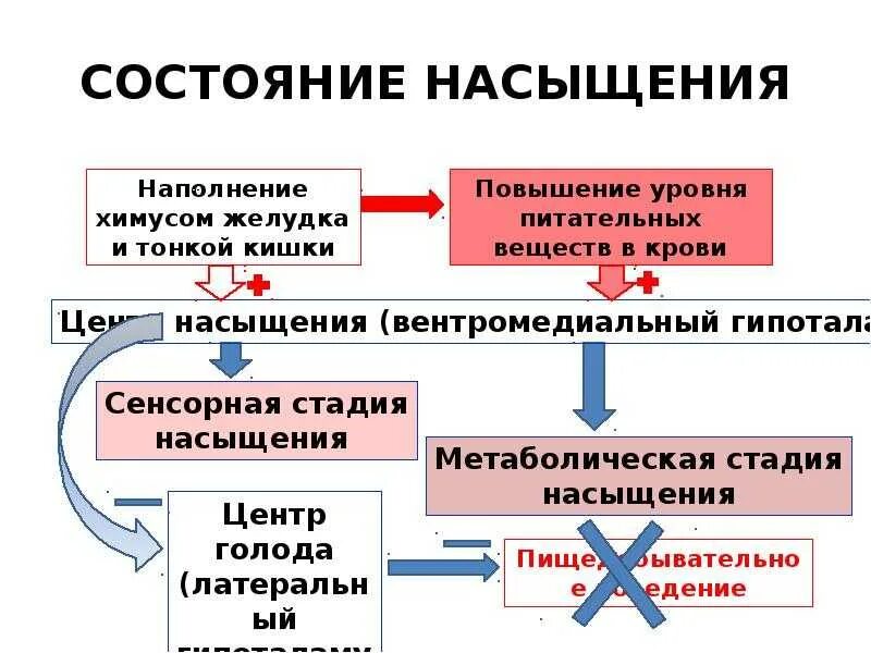 Нет чувства насыщения едой причины. Физиологические основы голода и насыщения. механизмы формирования чувства голода. физиологические механизмы голода. схема механизмов голода и насыщения.