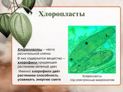 Хлоропласты содержат пигмент хлорофилл