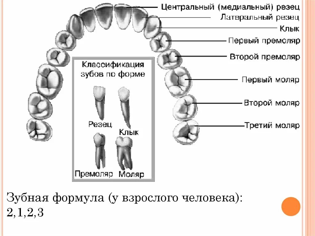 Передние и задние зубы какие. Зубы резцы клыки коренные функции. Формула зубов резцы моляры премоляры. Резцы клыки премоляры моляры анатомия. Зубная формула молочных зубов 2123.