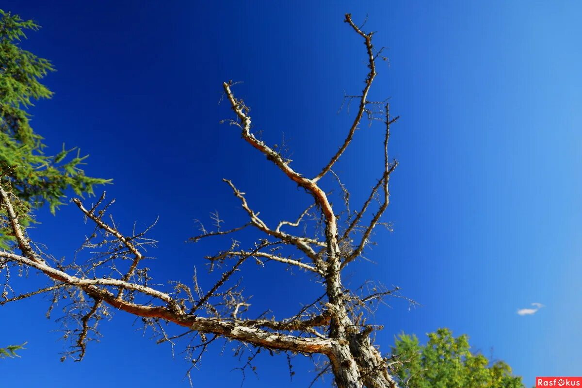 осенний лес лиловый золотой багряный. одинокое дерево. береза тополь осина. тихо стоят деревья. красивая береза.