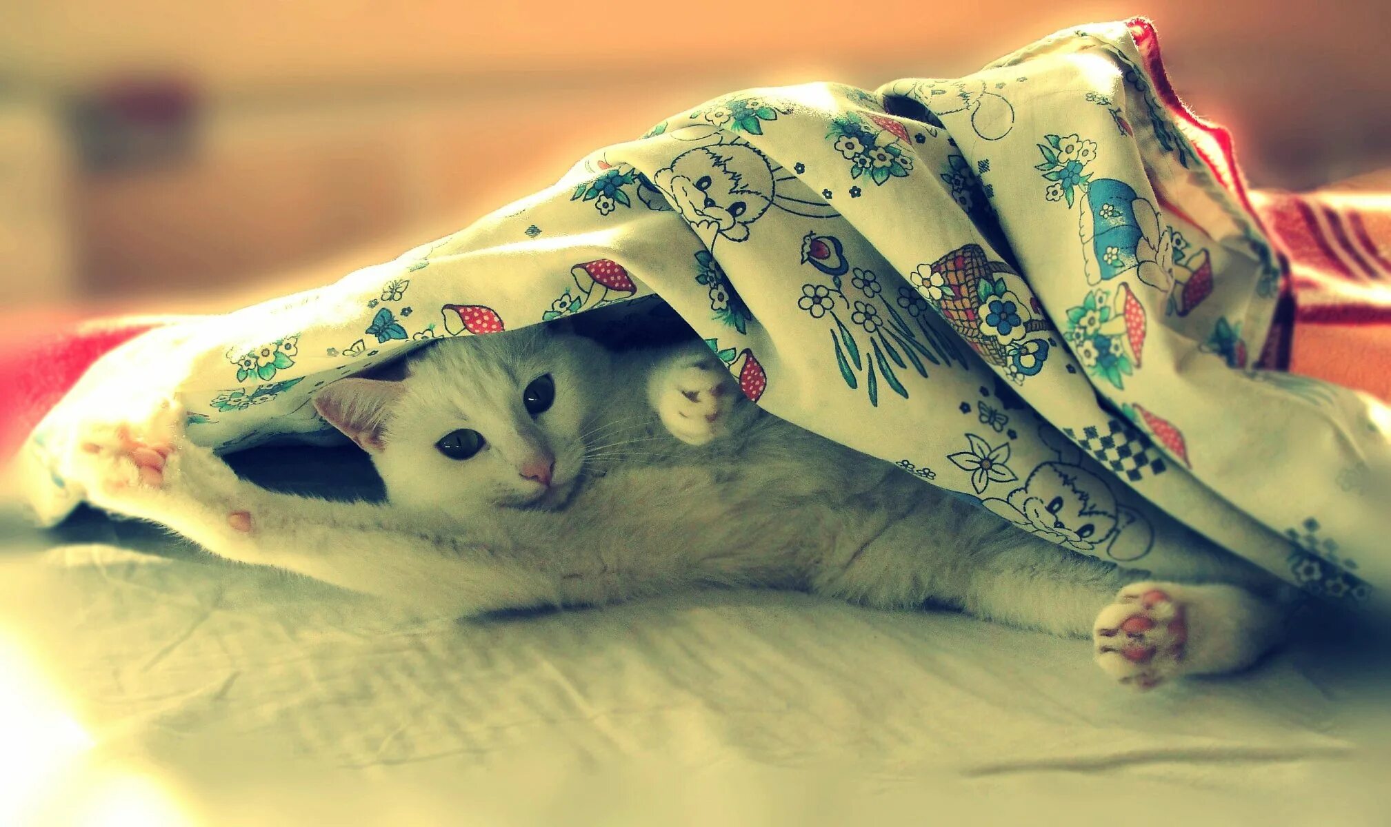 Котик под одеялом. Кошка под одеялом. котик под пледом. котенок под одеялом. котенок лежит под одеялом.
