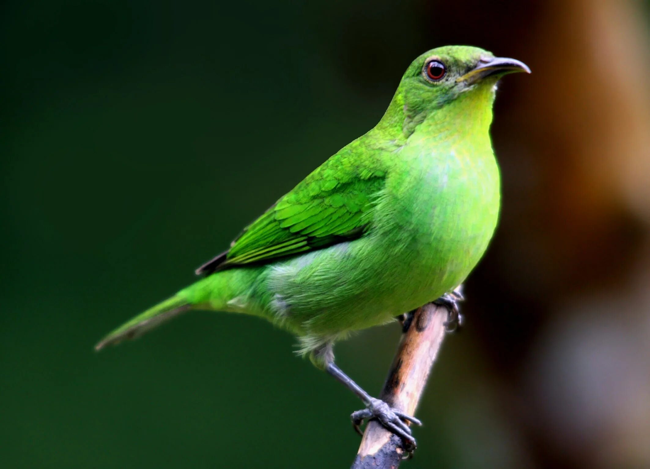 Зеленая птичка название. Зелёный САИ птица танагровых. Золотобрюхий изумрудный Колибри. Грин Грин Грин канарейка птица. Малый зелёный рогоклюв.