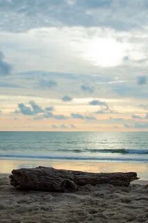 Sea wood