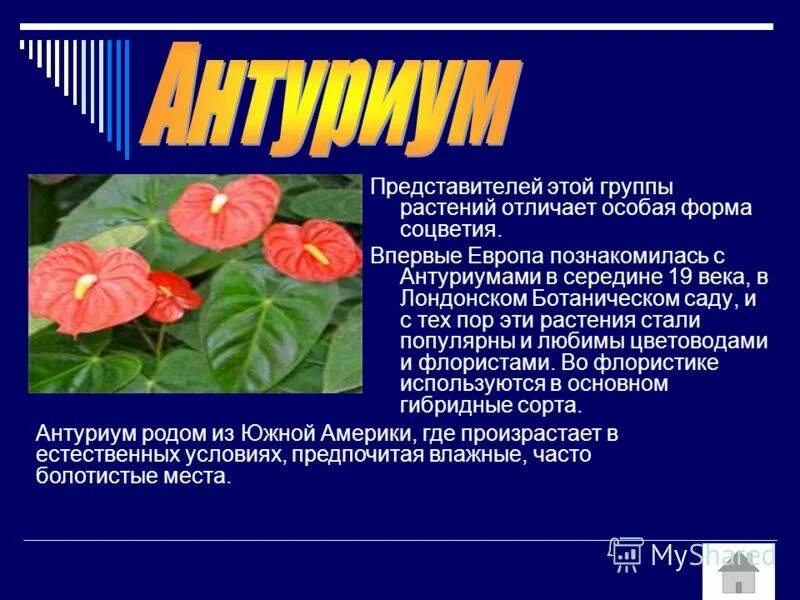 Антуриум андре зелёный. Цветок антуриум описание. Цветок антуриум описание. Растение антуриум. Комнатное растение антуриум описание.