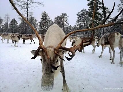 Северный хмао