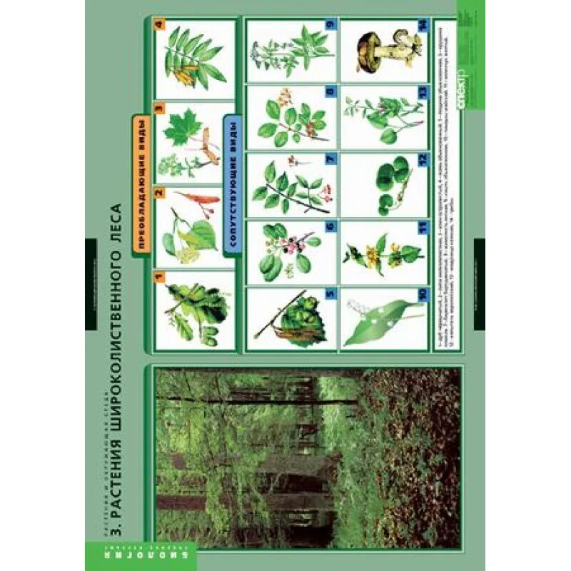 Растительное сообщество леса 7 класс биология. Комплект таблиц "растения и окружающая среда" (7 таблиц). Растения леса таблица. Растения из растительного сообщества болото. Таблицы растения елового леса».