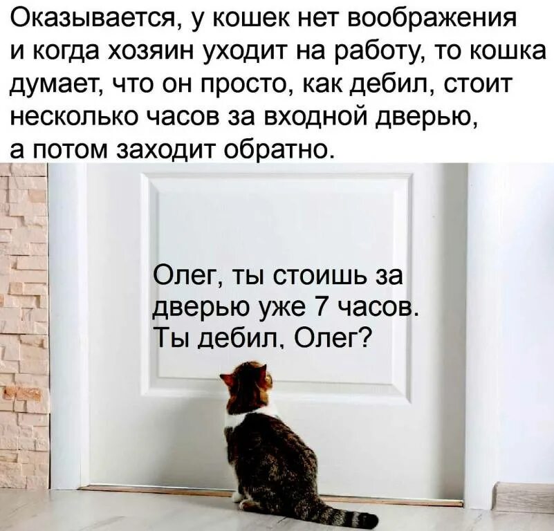 Почему кошка не выходить. Оказывается у кошек нет воображения. у котов нет воображения мем. помогите кошкам. кошки думают что люди стоят за дверью.